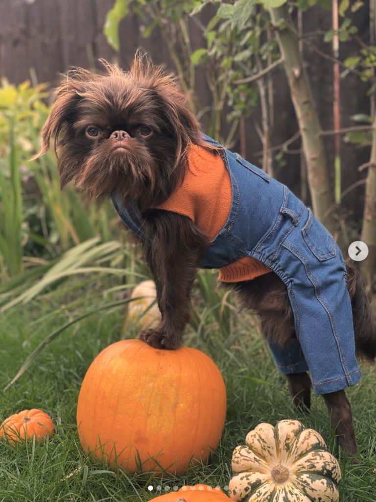 dog standing on pumpkin
